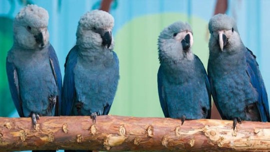 ICMBio anuncia medidas emergenciais contra casos positivos de vírus letal em ararinhas-azuis na Bahia - Em 2022, grupo de aves do Criadouro Científico para Fins Conservacionistas do Programa de Reintrodução da Ararinha-azul foi solto em Curaçá, terra natal da espécie. No local, existem 11 em vida livre.