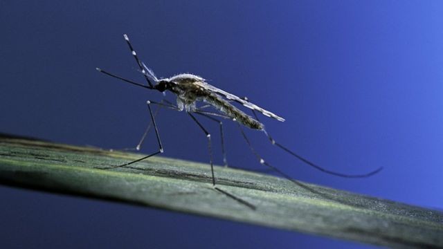 Acre confirmou mais de mil casos de malária nos primeiros três meses do ano, aponta levantamento 