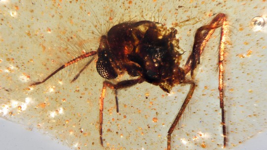 Descoberta rara: insetos pré-históricos presos em âmbar revelam floresta perdida no Equador - Descoberta inédita traz o primeiro registro de insetos em âmbar mesozoico da América do Sul e ajuda a reconstituir Gondwana.