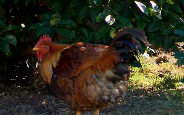 Câmara de Guaxupé libera a criação de galinhas na zona urbana; galos continuam proibidos por causa do canto