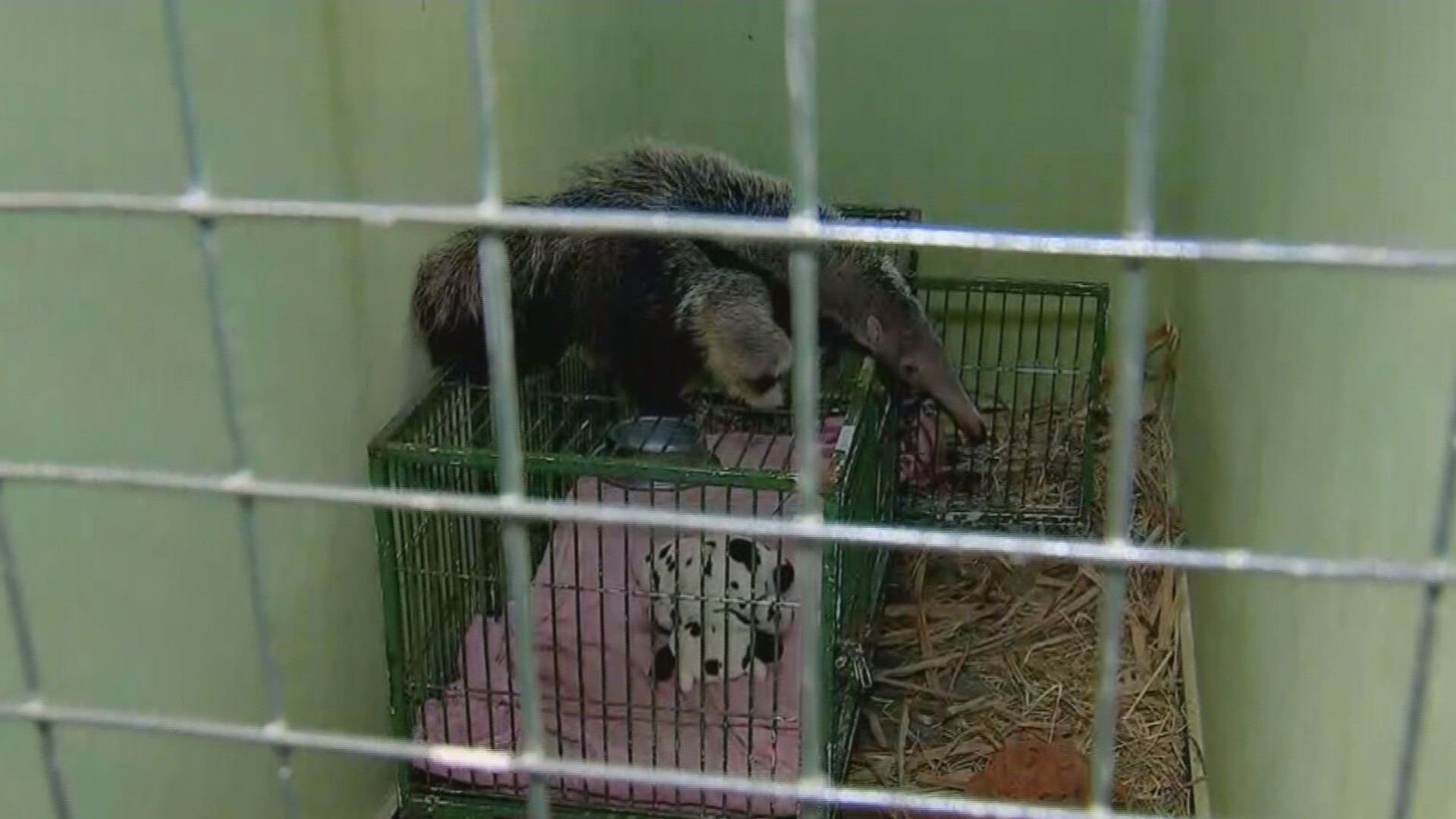 Animais ganham cobertores, aquecedores e até ursinhos de pelúcia para enfrentar frio em zoológico do interior de SP