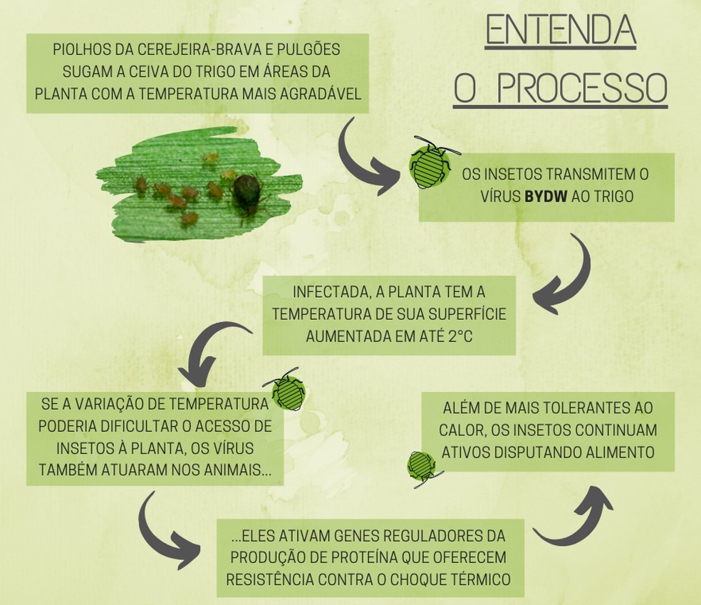 Doencas Causadas Por Virus Em Plantas Richet, Medicina & Diagnóstico