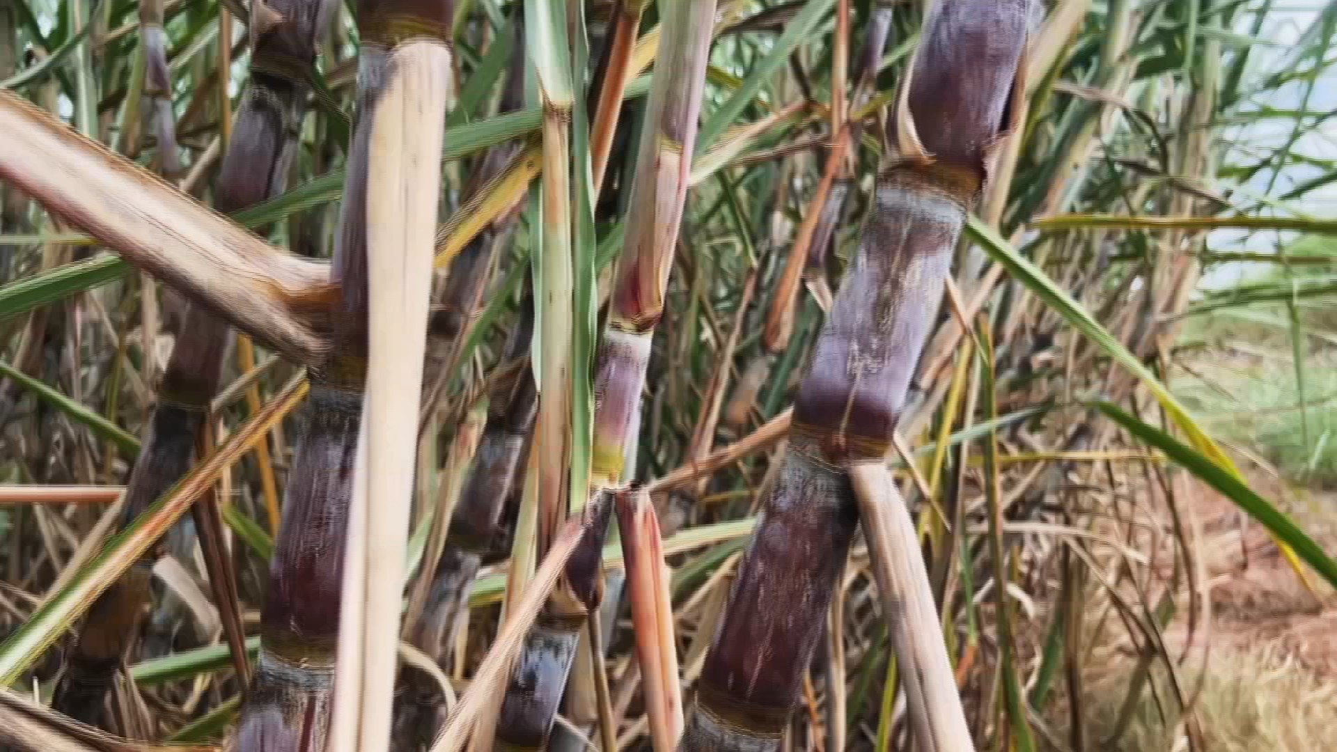 Governador anuncia investimentos de R$ 350 milhões em gasoduto para Uberlândia e Uberaba