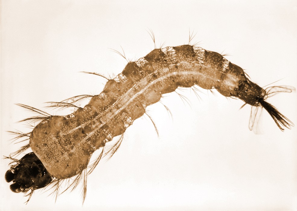 Larva de mosquito do gênero Anopheles, fase aquática do inseto responsável pela transmissão da malária. — Foto: Harry Weinburgh/CDC
