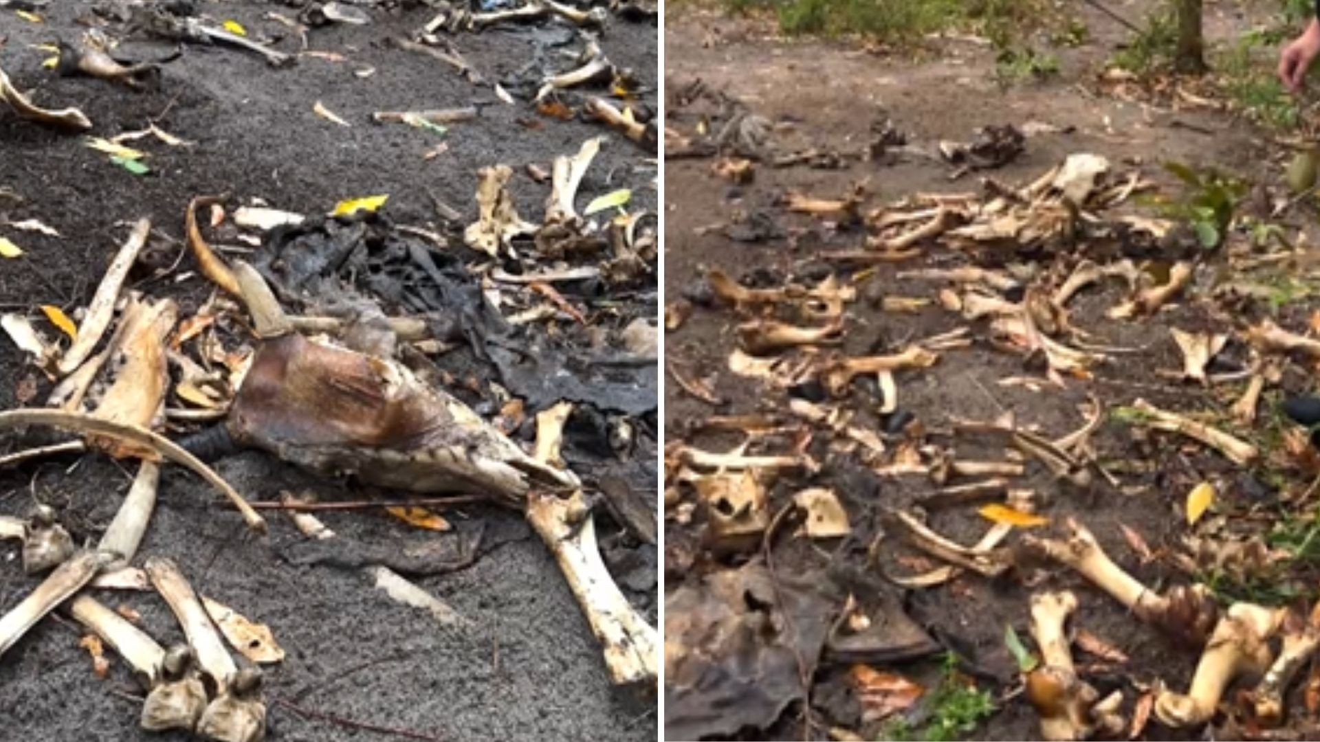 Ossadas de gado e cavalo são encontradas, e polícia investiga venda de carne clandestina no ES