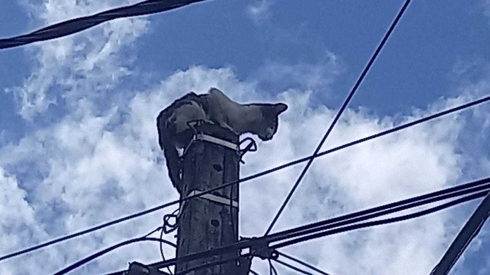 Sagui vendido ilegalmente é resgatado em Santos 