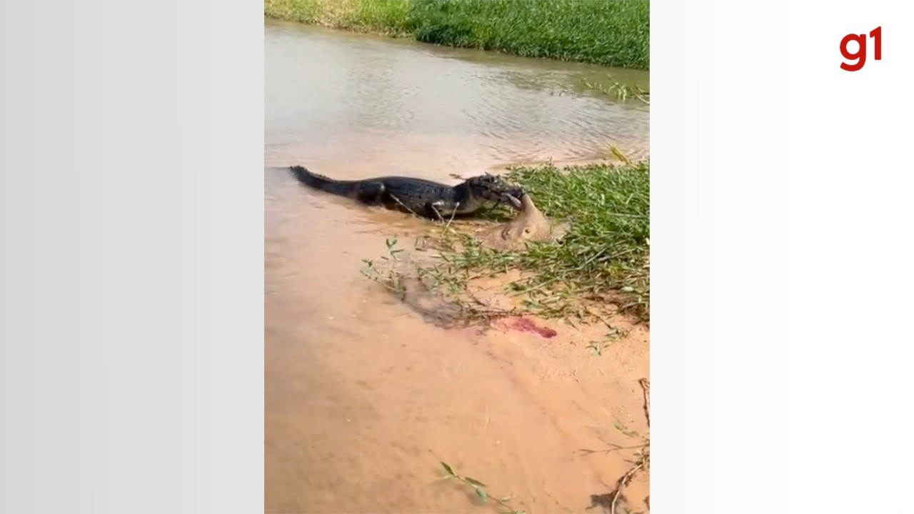 Pantanal selvagem: Jacaré ataca arraia e cena choca pescadores; veja vídeo
