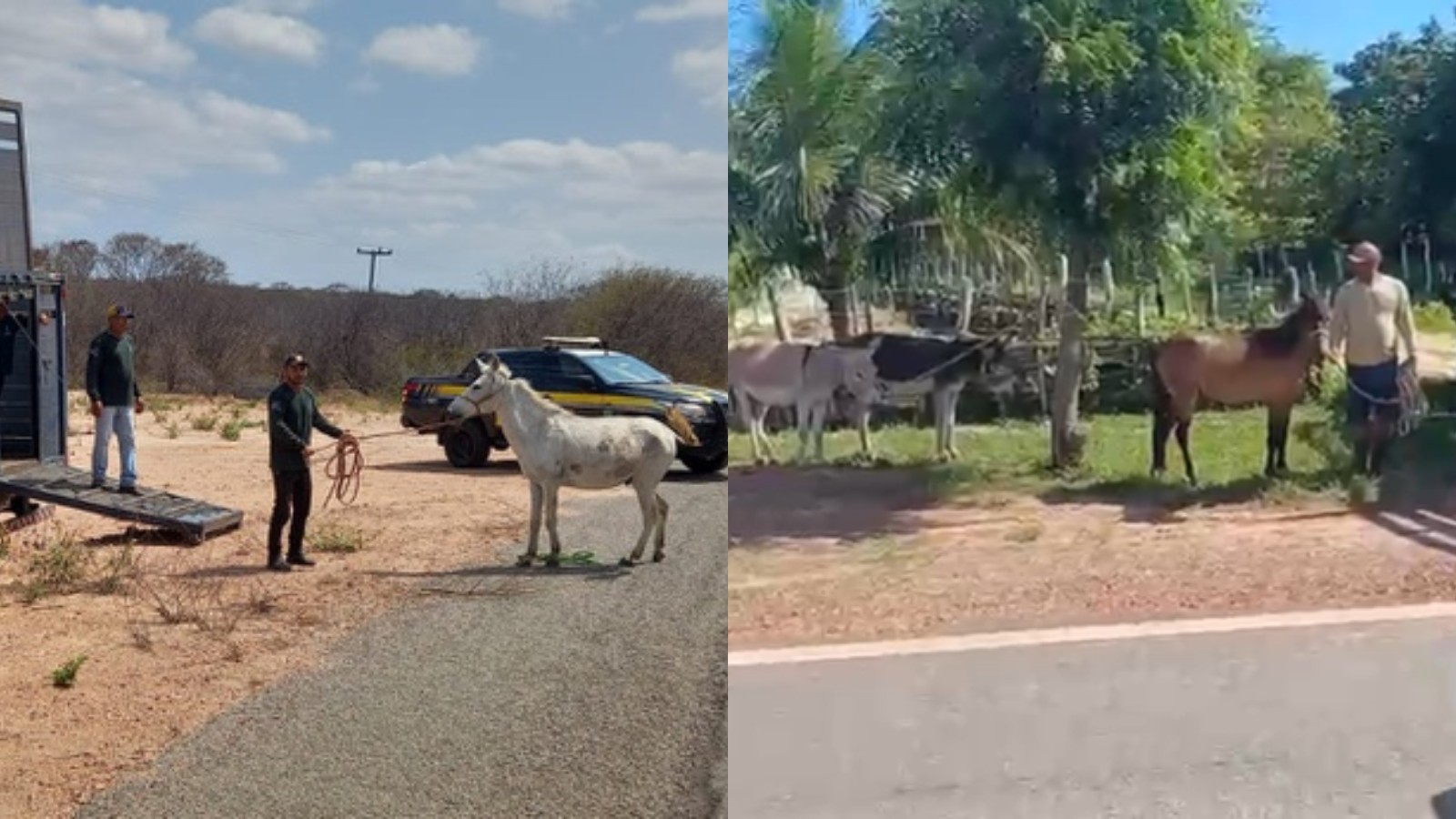 Mais de 40 animais soltos em rodovias são recolhidos em menos de 24 horas no litoral do Piauí 