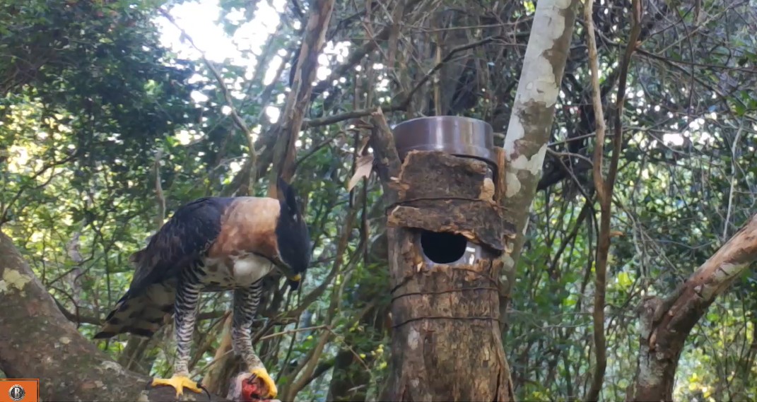 Registro de gavião-de-penacho no Pontal do Paranapanema reforça valor da restauração na Mata Atlântica