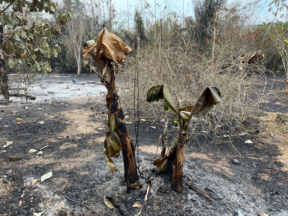Pé de banana queimado por incêndios na Malacacheta, no Cantá, em Roraima — Foto: Samantha Rufino/g1 RR