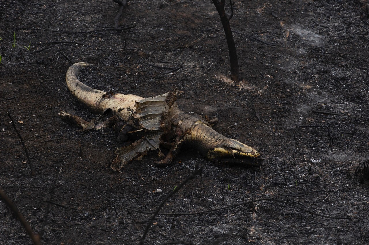 Pantanal vira cemitério a céu aberto: cobras, jacarés e anfíbios são maioria entre animais mortos