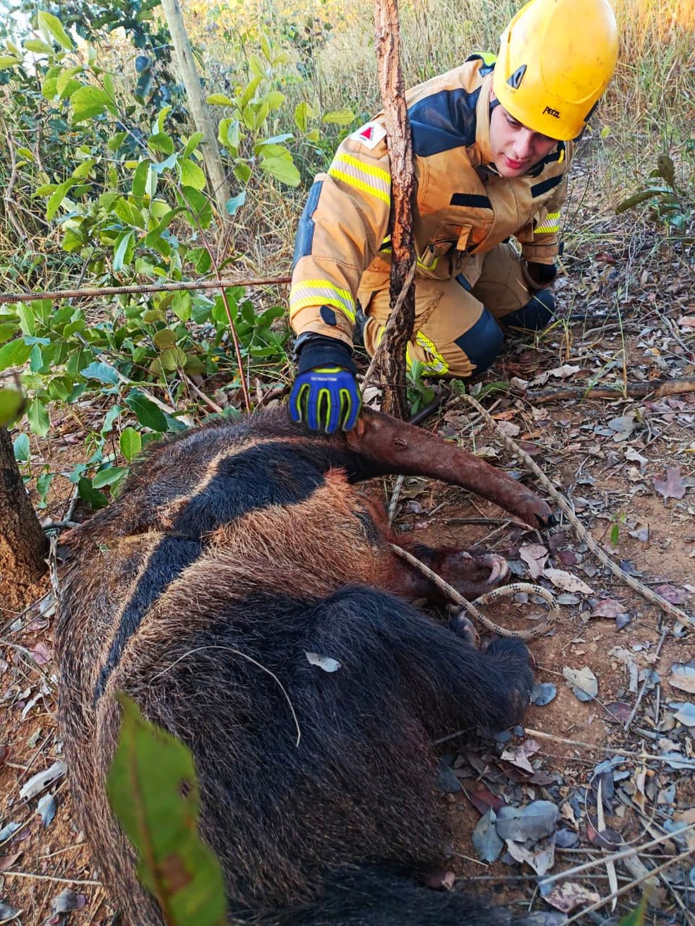 Tamanduá resgatado de cisterna em Felixlândia