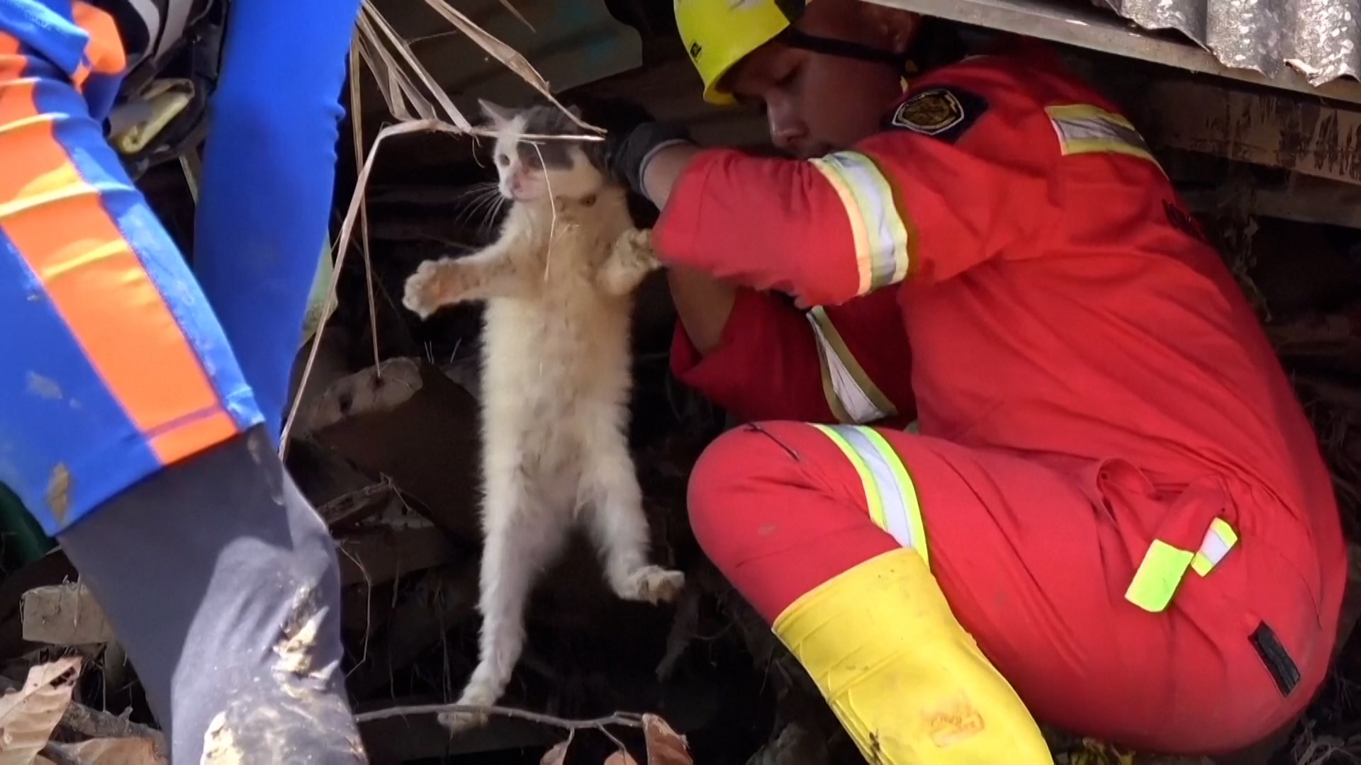Gato é resgatado e reencontra dona após sobreviver uma semana sem comida em meio a enchentes na Indonésia