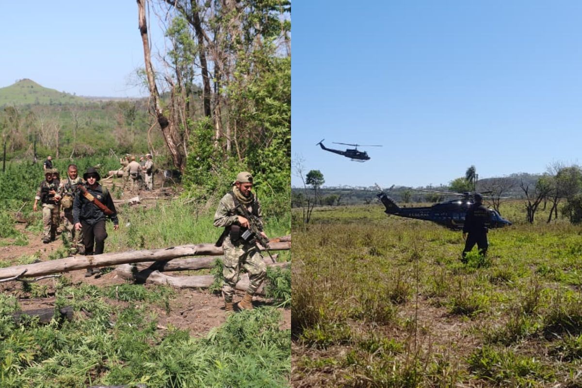 Operação destrói área de plantio de maconha do tamanho de 285 campos de futebol na fronteira