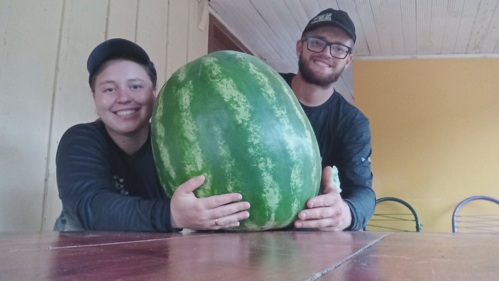Agricultores colhem melancia gigante no Paraná — Foto: Reprodução