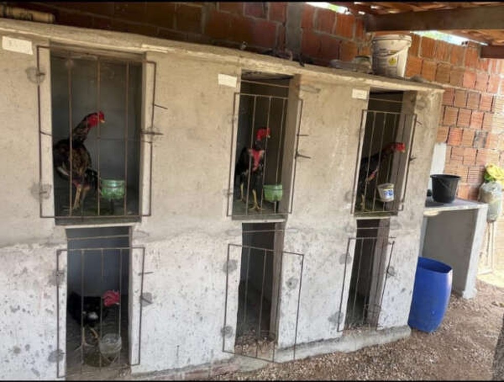 Polícia resgatou aves silvestres e galos em situação de maus tratos em Ipueiras, no Ceará. — Foto: Divulgação
