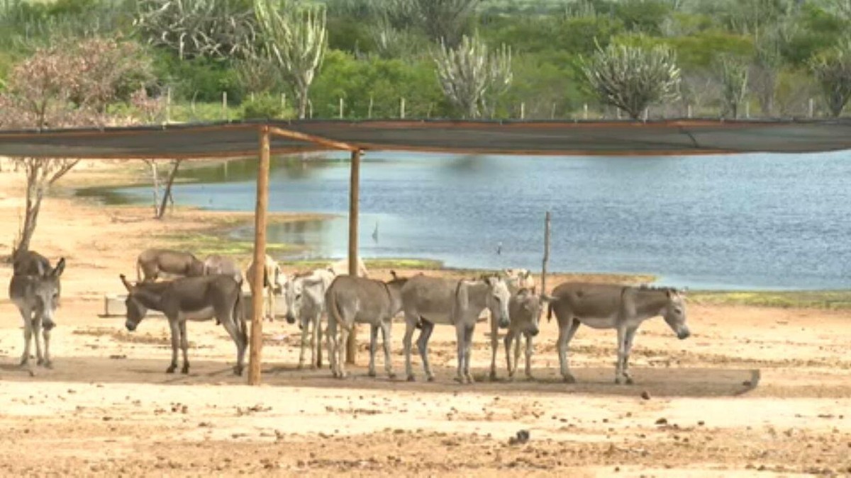 Exploração da carne de jumento se torna alvo de disputa jurídica