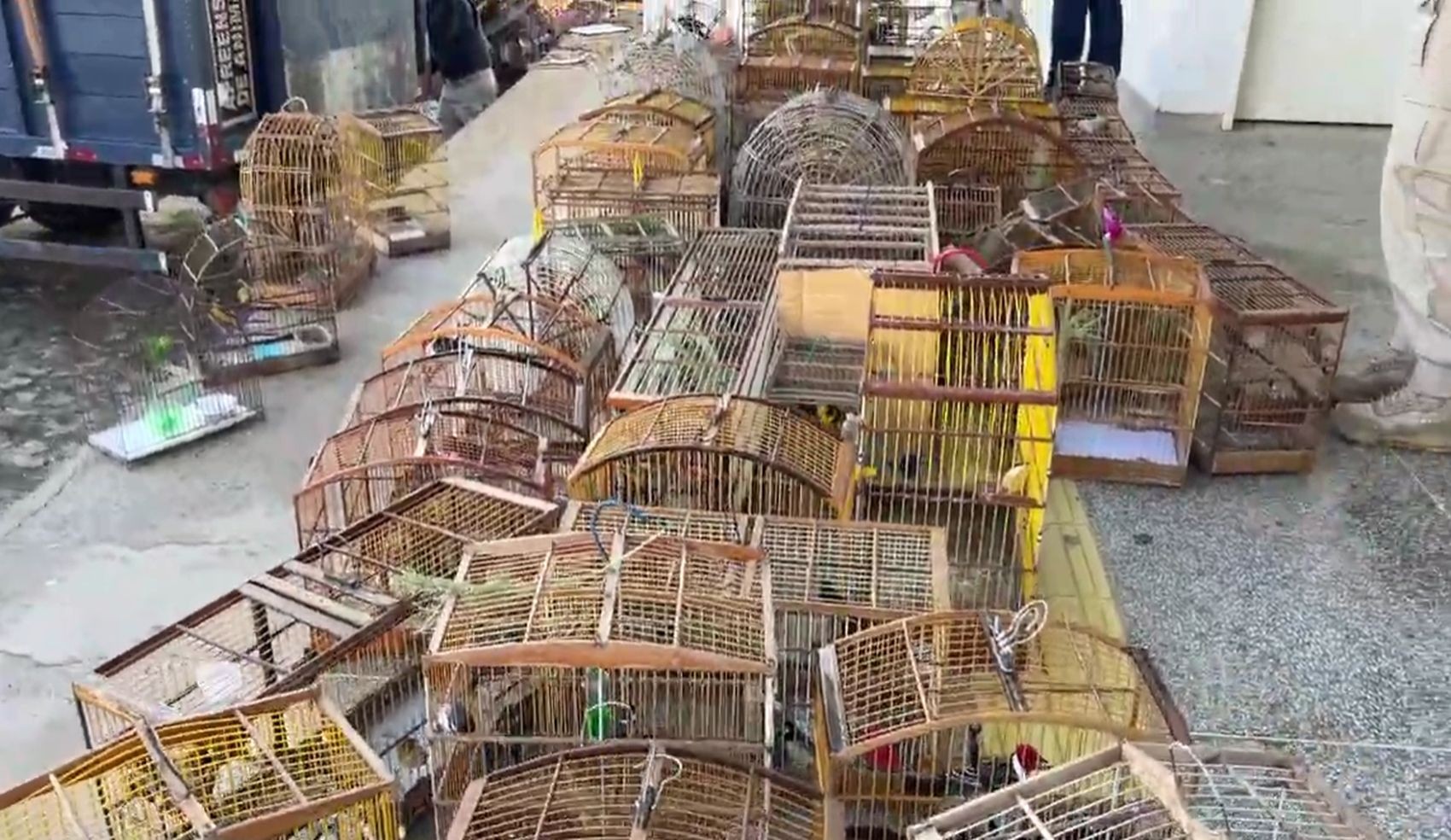 Cerca de 350 animais silvestres são resgatados de cativeiros ilegais no sertão de Sergipe