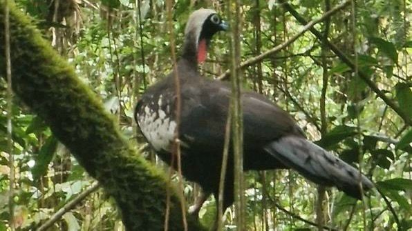 Jacutingas surpreendem pesquisadores no Parque das Neblinas, em São Paulo