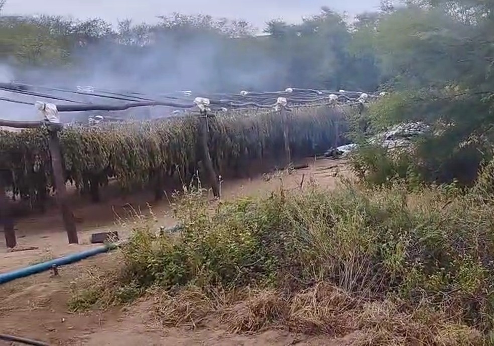 Plantação possuía 200 mil pés de maconha — Foto: Polícia Civil/Divulgação