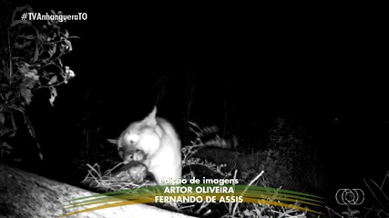Confira orientações de como agir em ataques de onças a animais em propriedades rurais