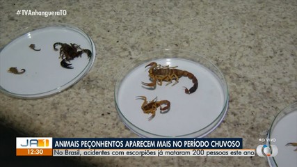 Especialista explica o que fazer após ser picado por animais peçonhentos
