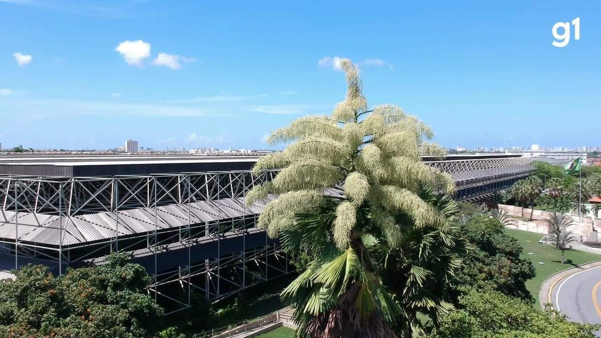 Palmeira de quatro décadas tem primeira e única floração, no Ceará; vídeo, Ceará