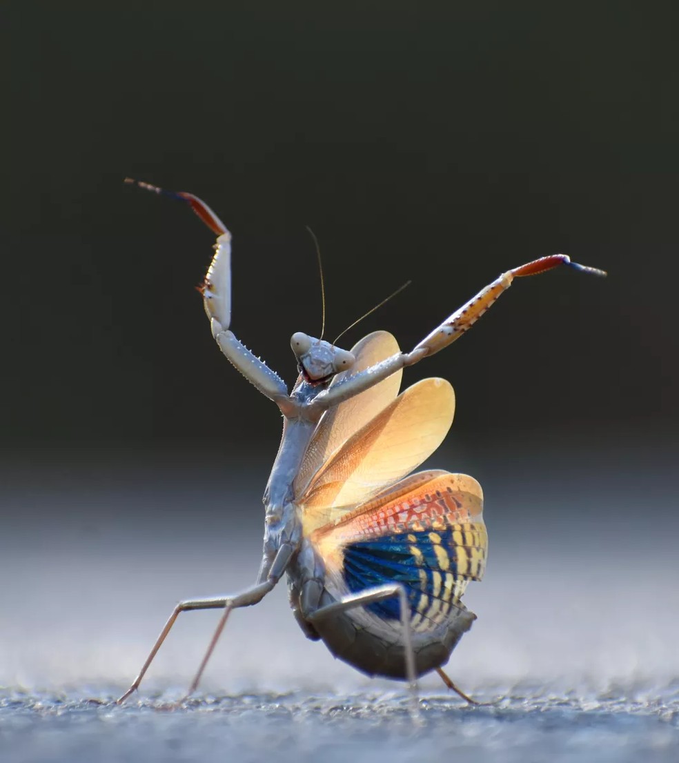 Mantis Flamenca. — Foto: Jose Miguel Gallego Molina/Comedy Wildlife