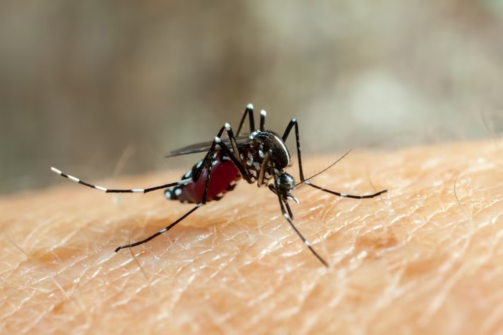 Aedes aegypti é o mosquito transmissor da dengue — Foto: Freepik
