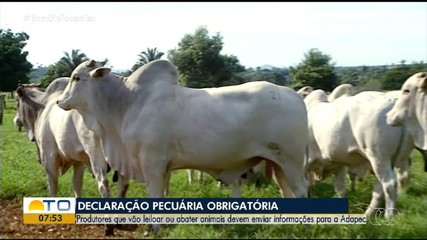 Produtores que vão leiloar ou abater bovinos devem realizar declaração obrigatória