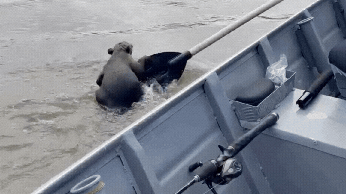 VÍDEO: quati pega carona com pescadores para atravessar rio em MT