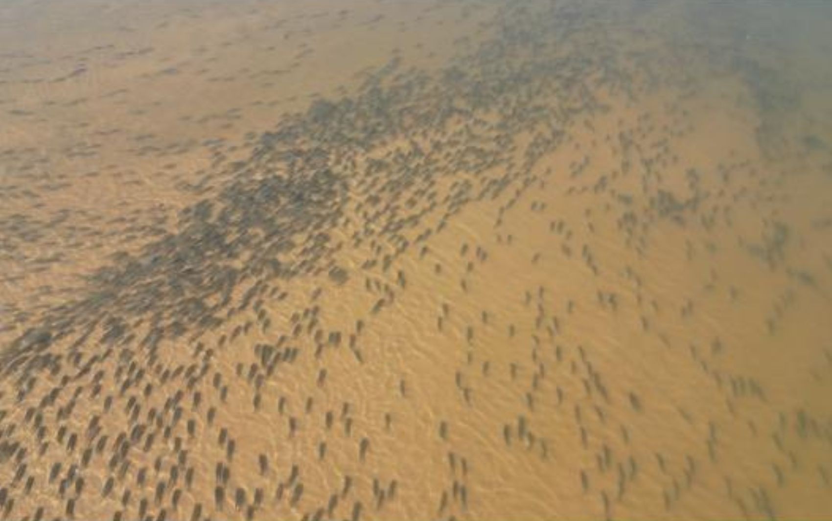 Cardume gigante no Rio Araguaia impressiona a web; vídeo