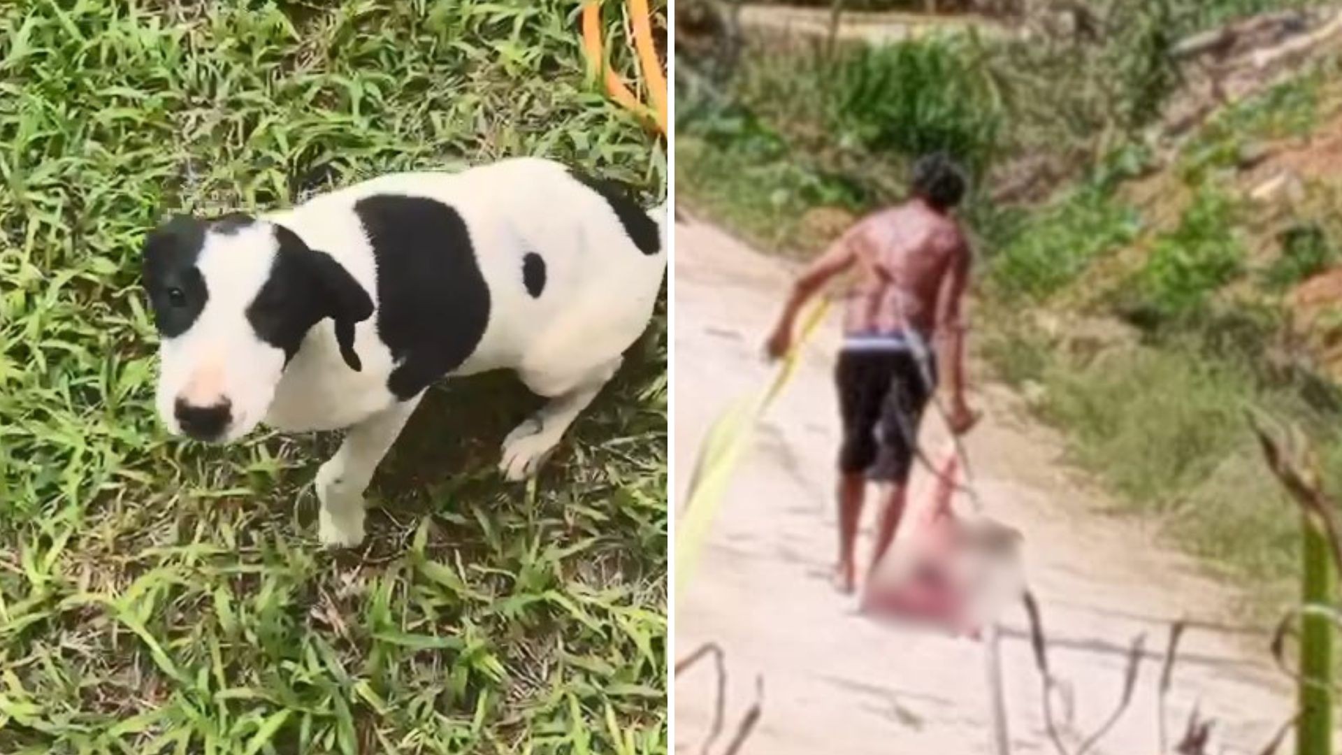 Homem é preso por torturar e matar cadela comunitária a golpes de facão e madeira no Sul do ES