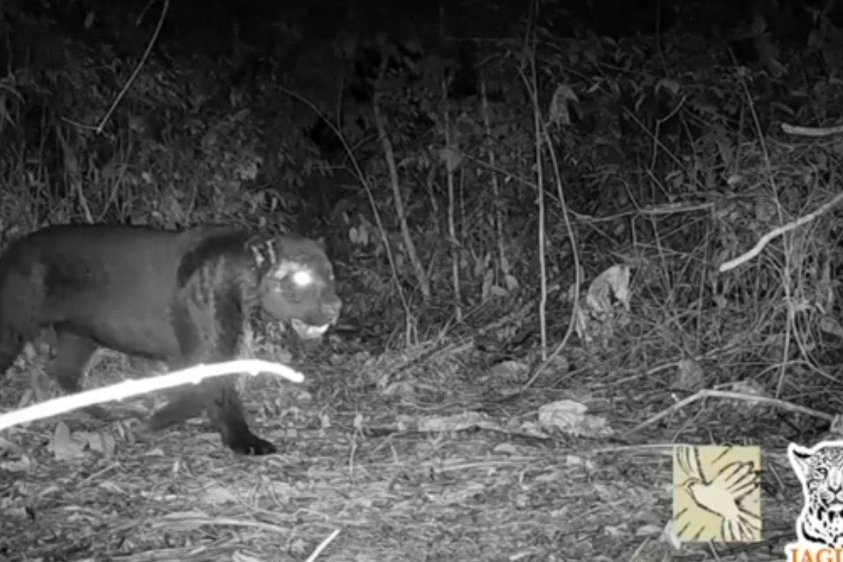 Onça-preta é flagrada por câmeras de projeto em pousada no interior de MT