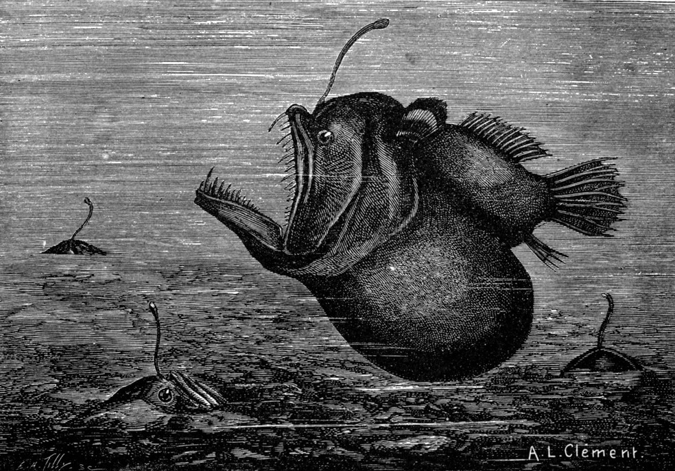 O Melanocetus johnsonii, também conhecido como 'diabo negro'. — Foto: Domínio Público