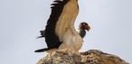 Kral Akbaba (Sarcoramphus papa)