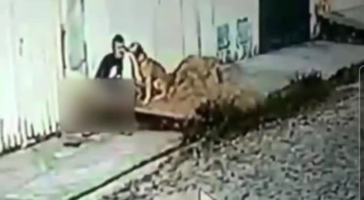 Caso de zoofilia em Maracanaú, na Grande Fortaleza, é investigado pela Polícia; vídeo | Ceará