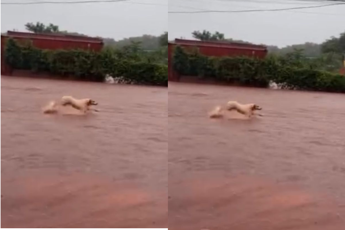 Cachorro luta contra enchente e quase é arrastado por correnteza em MS; veja vídeo