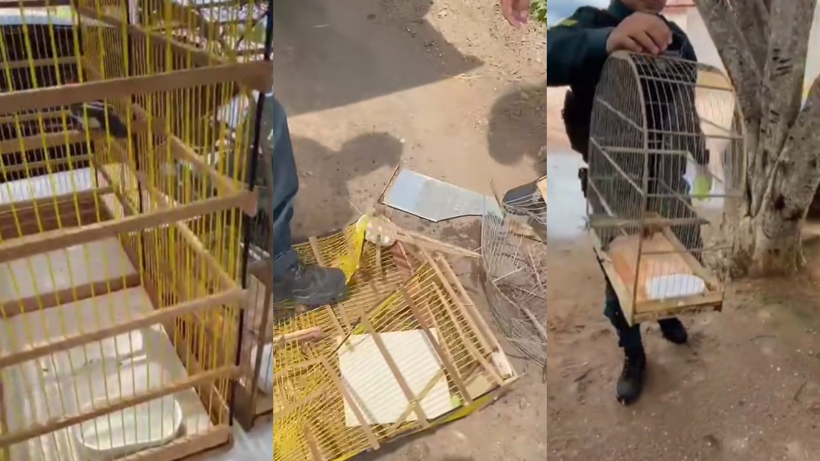 VÍDEO: Aves silvestres mantidas em casa são devolvidas à natureza após resgate no PI; 2º caso em menos de 48h