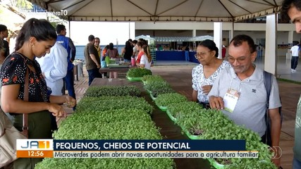 Cultivo de microverdes pode abrir novas oportunidades para a agricultura familiar