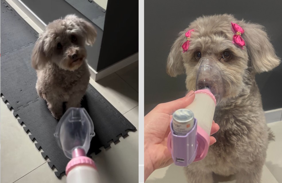 Cachorrinha Luna usa bombinha de asma infantil para tratar bronquite — Foto: Cedidas pela tutora