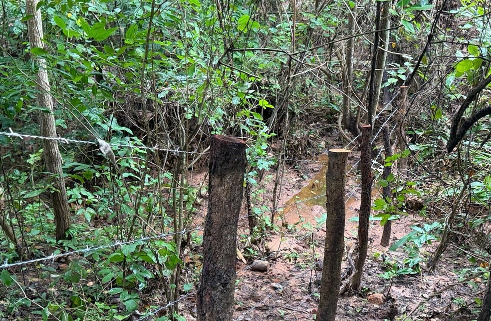 Recuperação em área estratégica para os Cerrados — Foto: Ascom Semarh