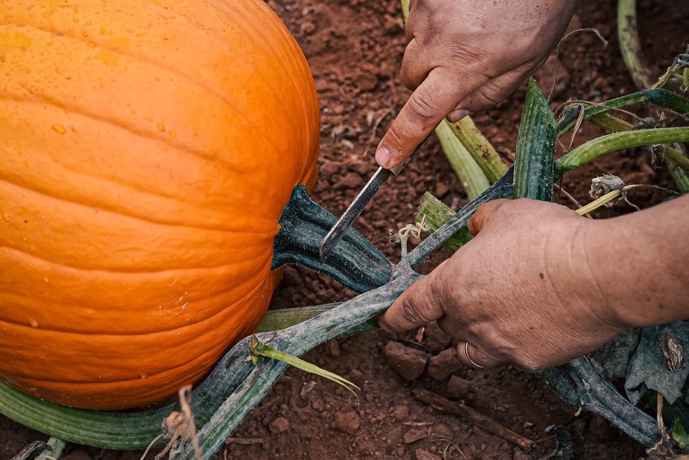 Processo de colheita da abóbora Halloween — Foto: Rafael Leal/g1