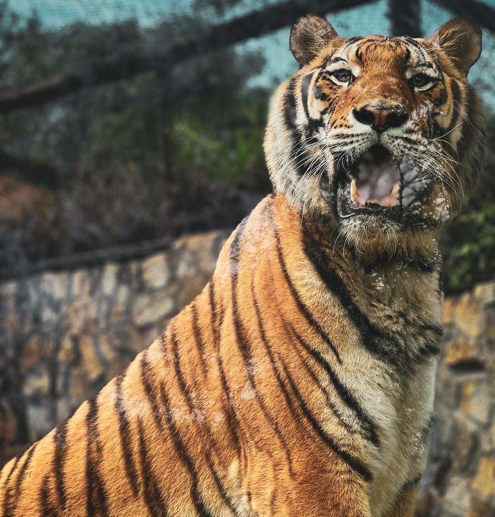 Tigre siberiano do zoológico de Bauru (SP) tinha 4 anos — Foto: Prefeitura de Bauru/Divulgação