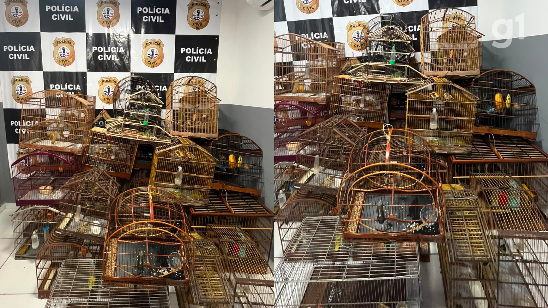 Polícia apreende 28 aves silvestres mantidas em cativeiro irregular na Grande São Luís