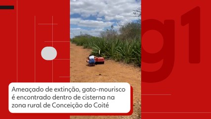 Vídeos do g1 e TV Subaé - sábado, 21 de dezembro de 2024