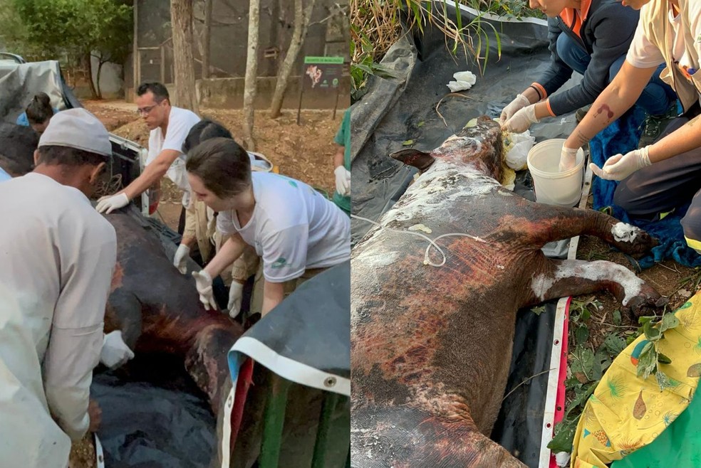 Transferência contou com apoio de um médico veterinário, parceiro da Mata Ciliar, que estava em Bauru (SP). A anta precisou ser sedada e está em estado crítico — Foto: Mata Ciliar/Divulgação