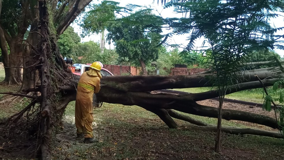 Árvores caíram durante vendaval em Castilho (SP) — Foto: Brigada de Castilho/Divulgação