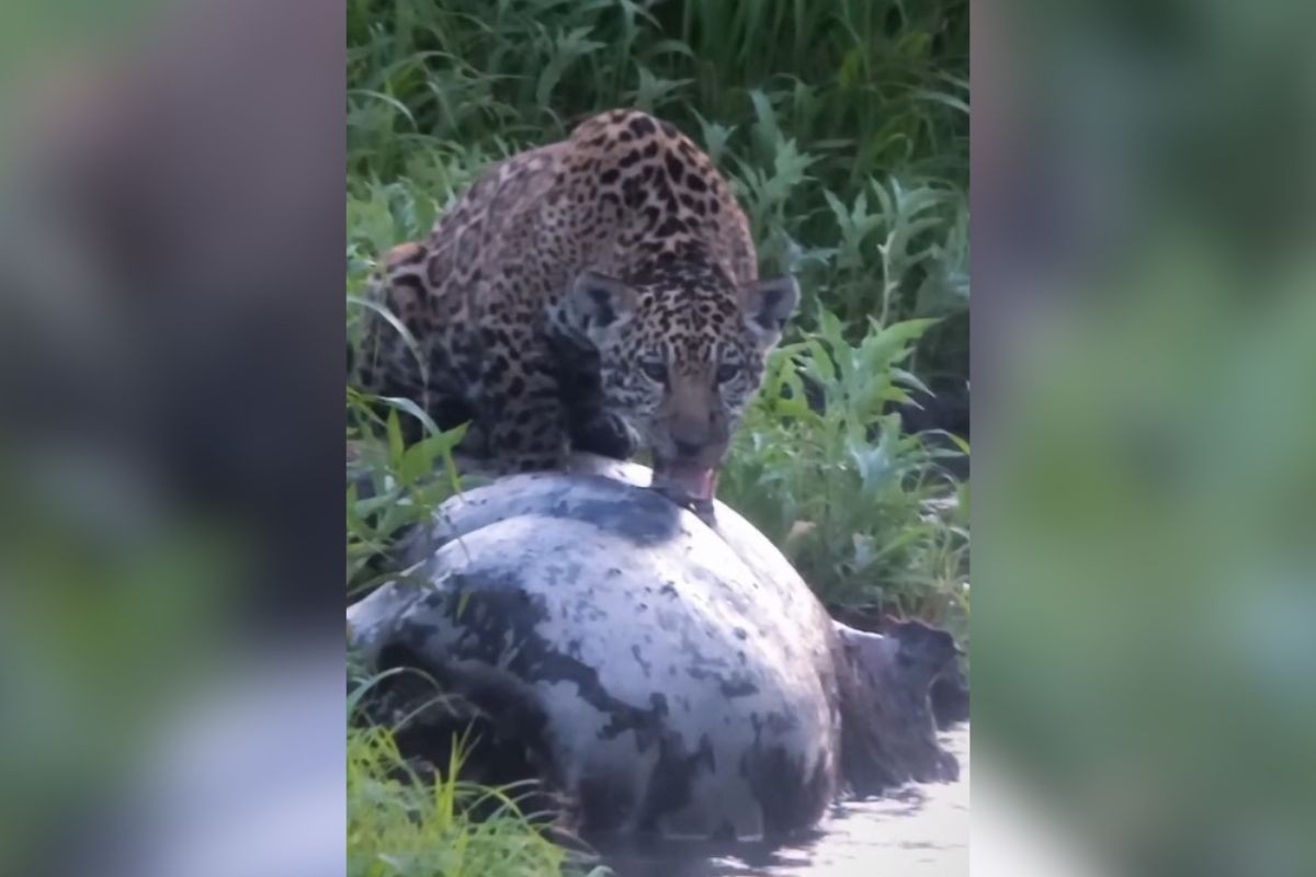 VÍDEO: filhote de onça-pintada faz banquete com anta morta no Pantanal