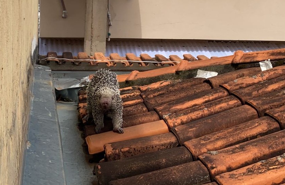 VÍDEO: porcos tentam se abrigar em telhado após passagem de